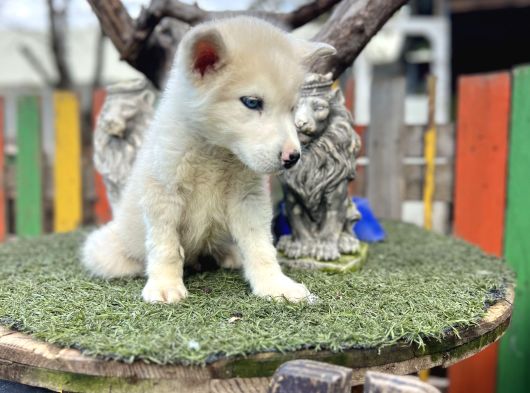 Sibirya Kurdu Husky Yavrularımız görsel