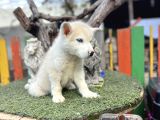 Sibirya Kurdu Husky Yavrularımız