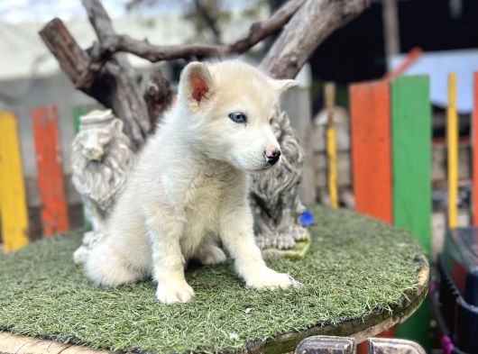 Sibirya Kurdu Husky Yavrularımız görsel