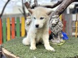 Sibirya Kurdu Husky Yavrularımız