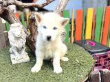 Sibirya Kurdu Husky Yavrularımız