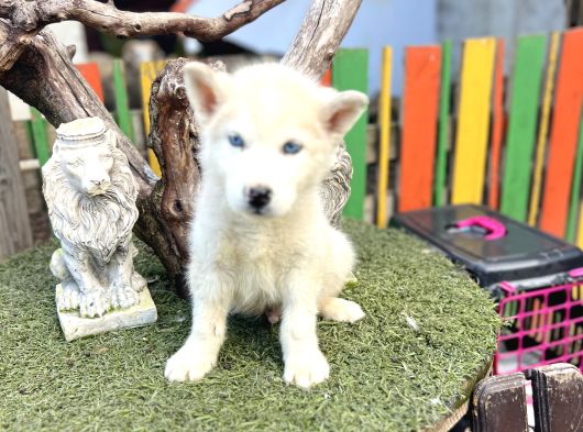 Sibirya Kurdu Husky Yavrularımız görsel