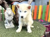 Sibirya Kurdu Husky Yavrularımız