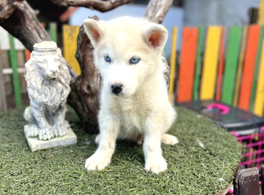 Sibirya Kurdu Husky Yavrularımız görsel