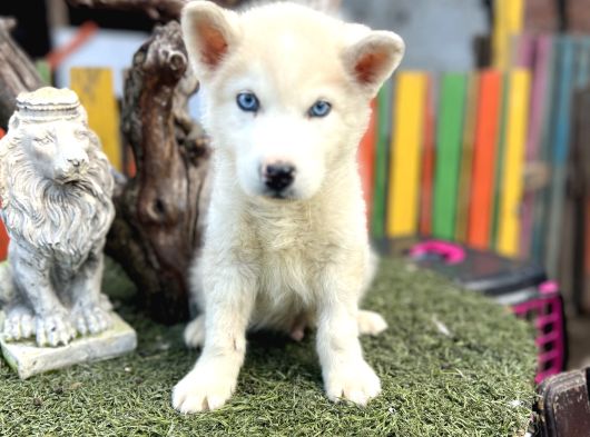 Sibirya kurdu husky yavrularımız
