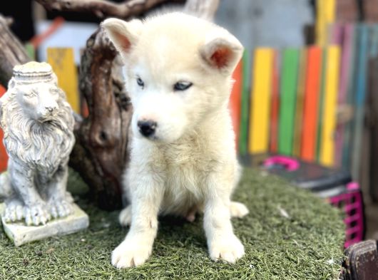 Sibirya Kurdu Husky Yavrularımız görsel