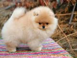 Secereli Anne Ve Babadan Orjinal Teddy Bear Pomernian Boo