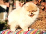 Secereli Anne ve Babadan Orjinal Teddy Bear Pomernian Boo