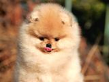 Secereli Anne Ve Babadan Orjinal Teddy Bear Pomernian Boo