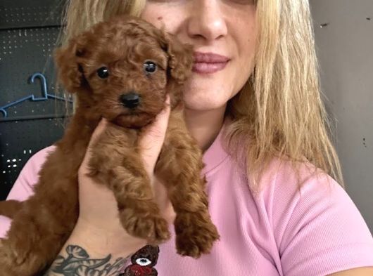 Eğitim Okulundan Toy Poodle Yavruları görsel