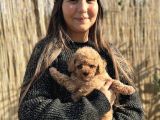 Eğitim Okulundan Toy Poodle Yavruları