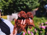 Kore red Braun poodle yavrularımız