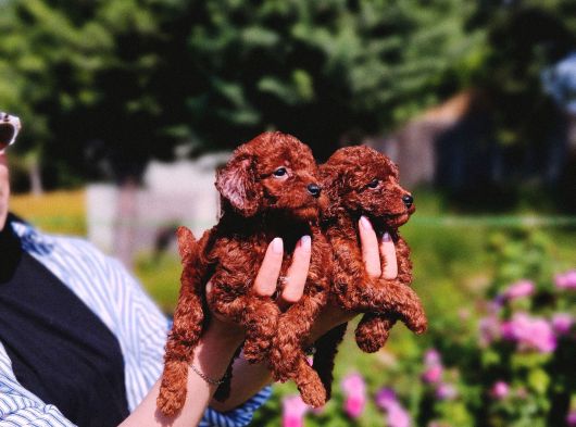 Kore Red Braun Poodle Yavrularımız