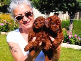 Kore Red Braun Poodle Yavrularımız