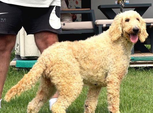 Dev Poodle Safkan Orcınal