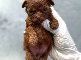 Kore Mıcro Poodle Bebışler