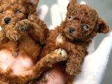 Kore mıcro poodle bebışler