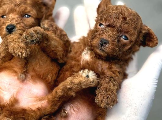 Kore Mıcro Poodle Bebışler