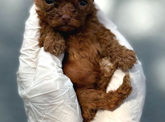 Kore Mıcro Poodle Bebışler görsel
