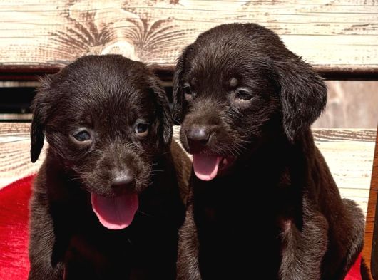 Labrador Yavrularımiz görsel