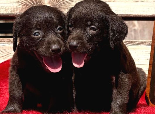Labrador Yavrularımiz