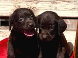 Labrador Yavrularımiz