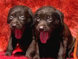 Labrador Yavrularımiz