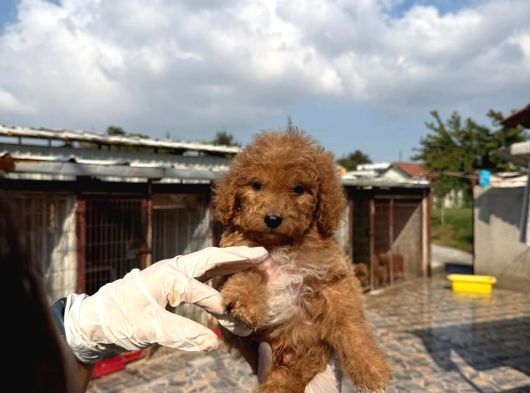 Goldendoodle Yavrularımızi görsel