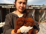 Kore Red Dark Poodl