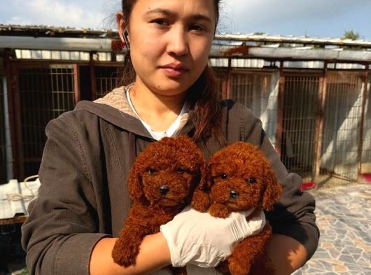 Kore Red Dark Poodl görsel