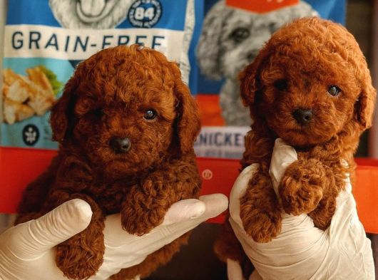 Toy Poodl Yavurlamiz