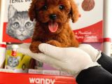 Toy Poodl Yavurlamiz