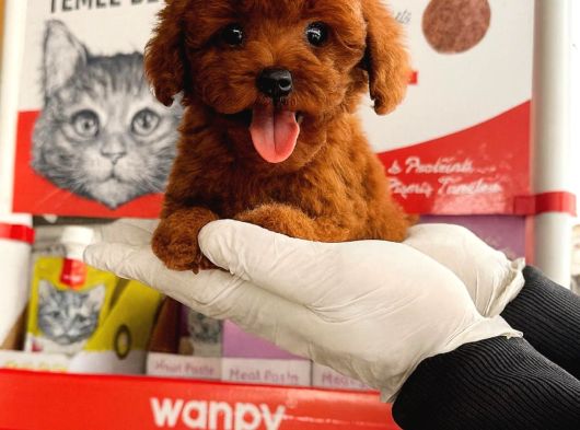 Kore Red Dark Poodl görsel