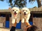 Maltipoo yavurlamiz