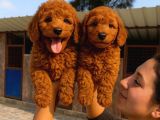 Maltipoo Yavurlamiz