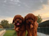Toy Poodl Yavurlamiz