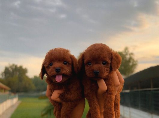 Toy Poodl Yavurlamiz görsel