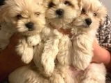 Mi̇ni̇ Boy Maltese Bebekler Sağli̇k Garanti̇li̇