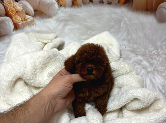 Vi̇lla Paws Hause Kali̇tesi̇yle Kurabi̇ye Bebekleri̇