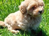 Eşsi̇z Güzelli̇kte Malti̇poo Yavrulari̇