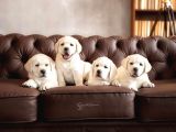 TÜRKİYENİN EN ÖZEL LABRADOR RETRİEVER YAVRULARI İSTANBUL