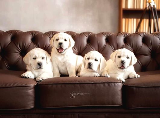 TÜRKİYENİN EN ÖZEL LABRADOR RETRİEVER YAVRULARI İSTANBUL