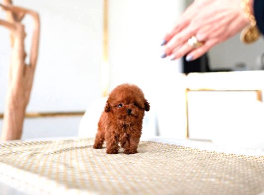 Mi̇cro Boy Kapida Ödemeli̇ Toy Poodle Bebekleri̇m görsel