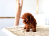 Mi̇cro Boy Kapida Ödemeli̇ Toy Poodle Bebekleri̇m