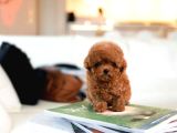 Hi̇poalerjeni̇k Toy Poodle  Bebekleri̇mi̇z