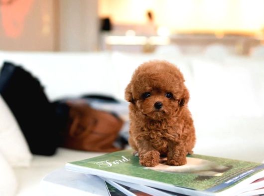 Hi̇poalerjeni̇k Toy Poodle  Bebekleri̇mi̇z görsel