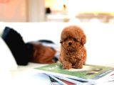 Hi̇poalerjeni̇k Toy Poodle  Bebekleri̇mi̇z