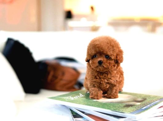 Hi̇poalerjeni̇k Toy Poodle  Bebekleri̇mi̇z görsel