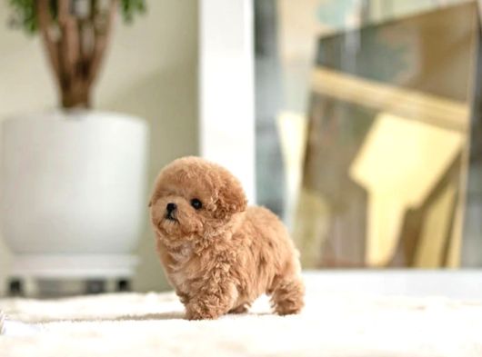 Maya Kizimizin Mükemmel Yavrusu Toy Poodle görsel