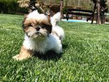 Shih Tzu Bebekleri Yeni Ailesine Gitmeye Hazır